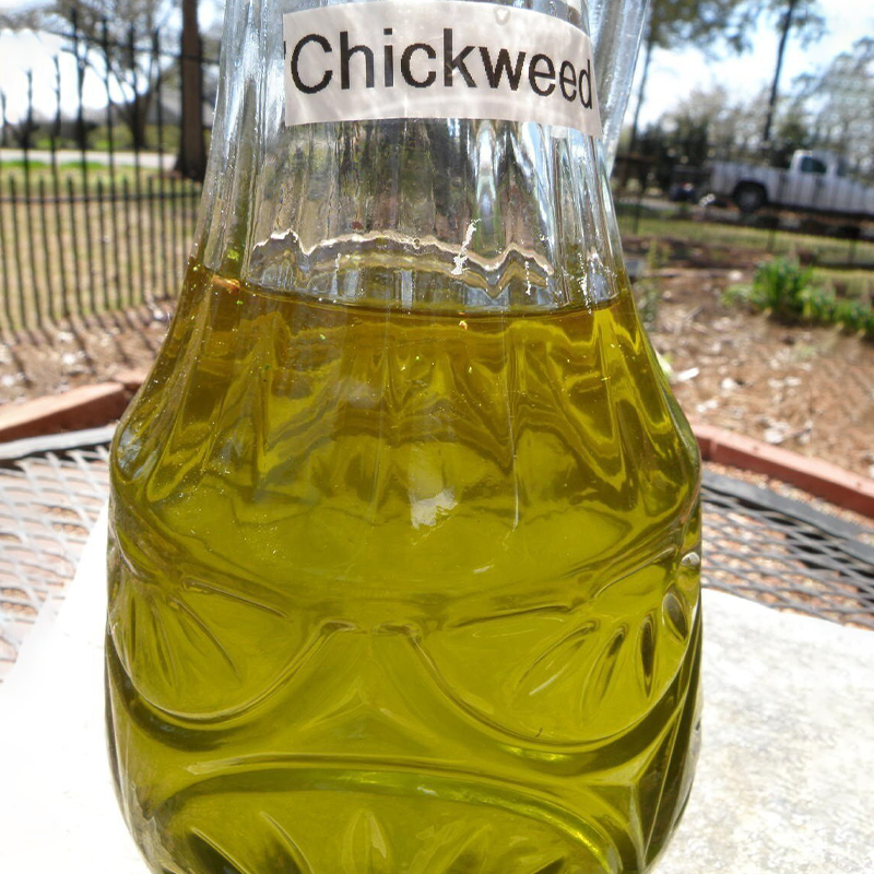 WILD CHICKWEED HERBAL SALVE