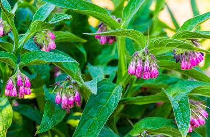 ⏰Last Day Clearance Sale 60% OFF🌿Herbal Comfrey Pain Relief Patch